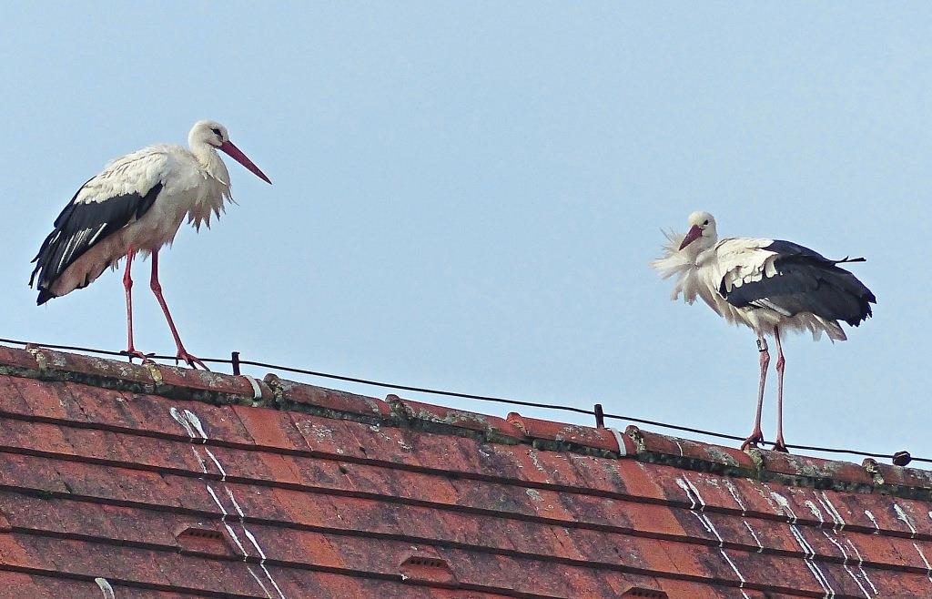Wie Lange Fliegen Störche Nach Afrika www.pnp.de