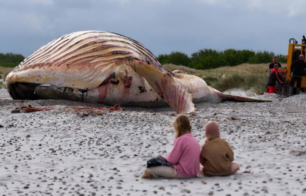 Dead humpback whale Timmy pulled ashore: The search for clues will begin ...