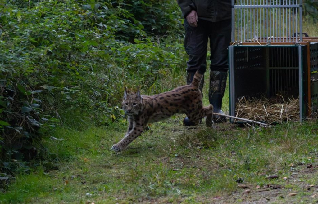 Lynx Mia from Ludwigsthal released into the Ore Mountains - | Ten lynxes ...