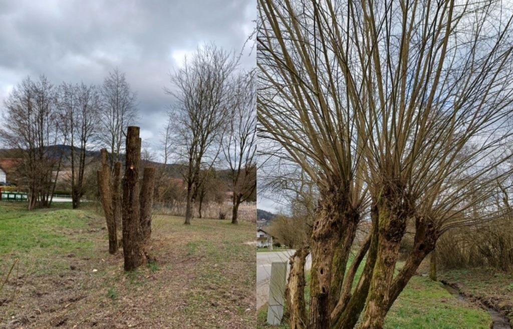 Deggendorfer Stadtgärtnerei erklärt Warum Weiden so stark geschnitten
