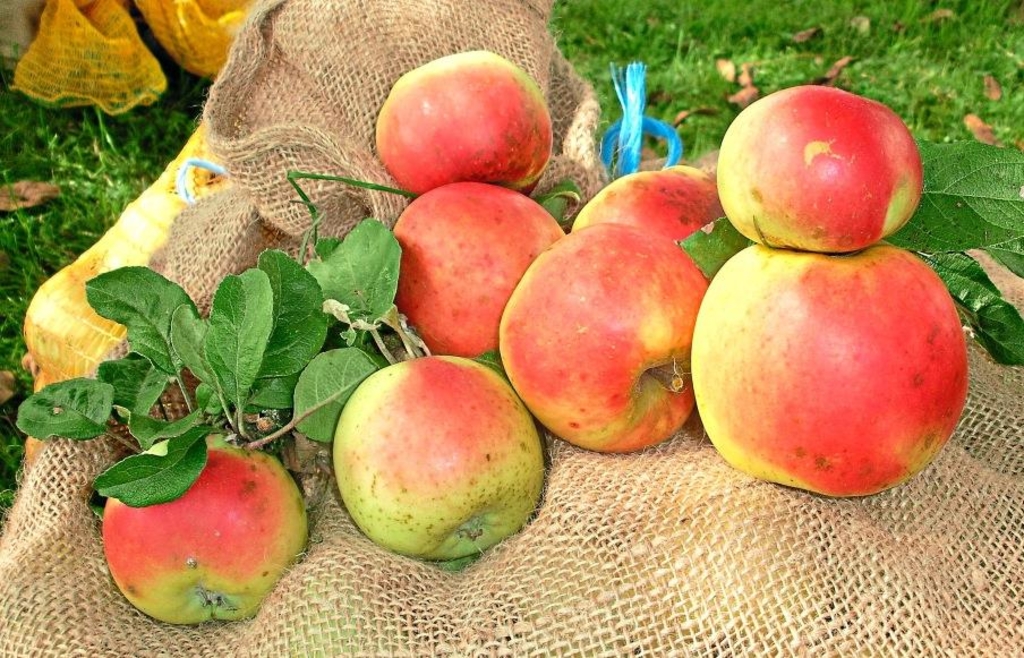 Selbstgemachter Apfelsaft: Presse steht in Salzweg