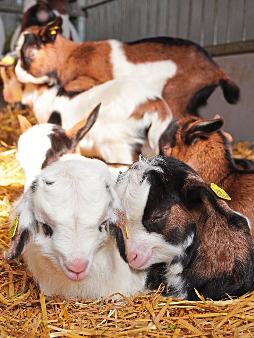 Mit Ziege aufs falsche Pferd gesetzt