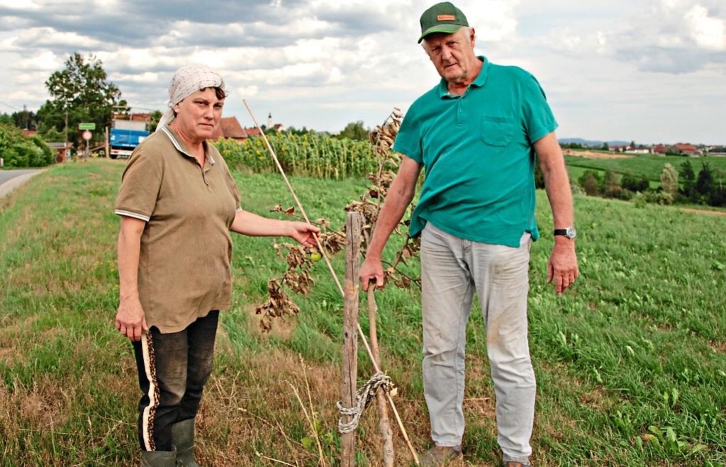 Vandals cut down apple trees in Salzweg in a night | and cloak-and-dagger ...