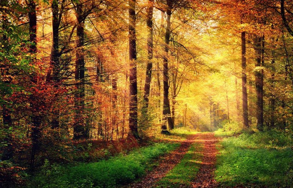 Mehr Licht! Warum uns der Herbst müde macht und was man dagegen tun kann