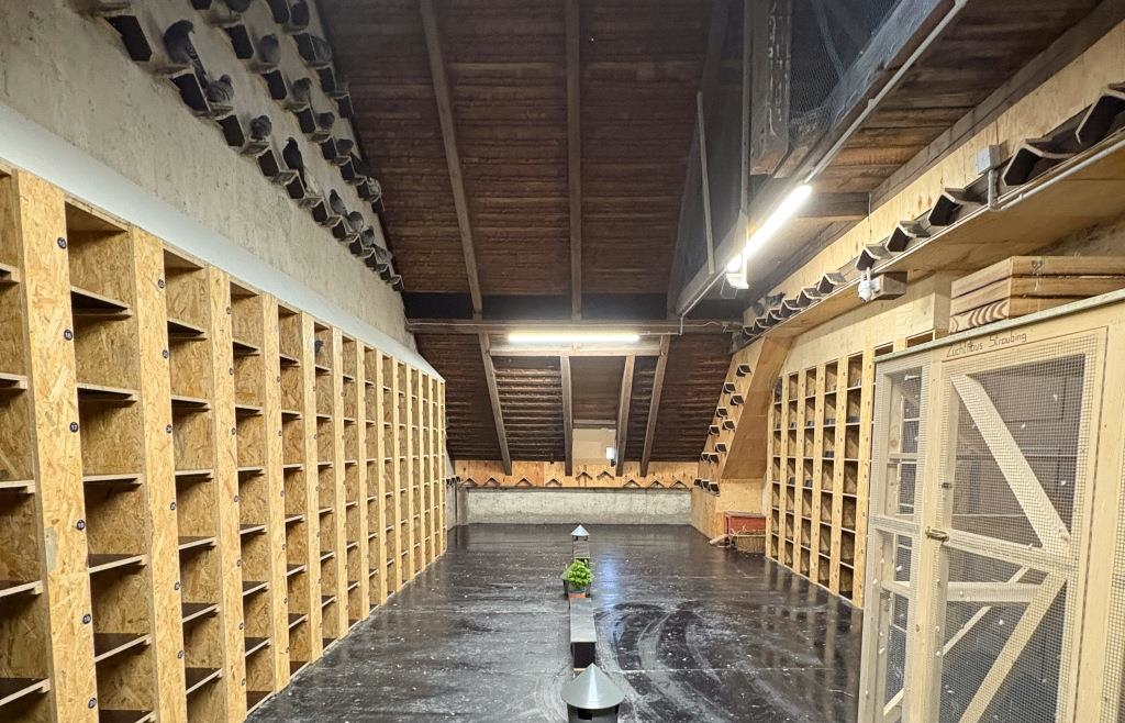 Tauben-Start-up aus Passau betreut auf dem Gelände der JVA Straubing ...