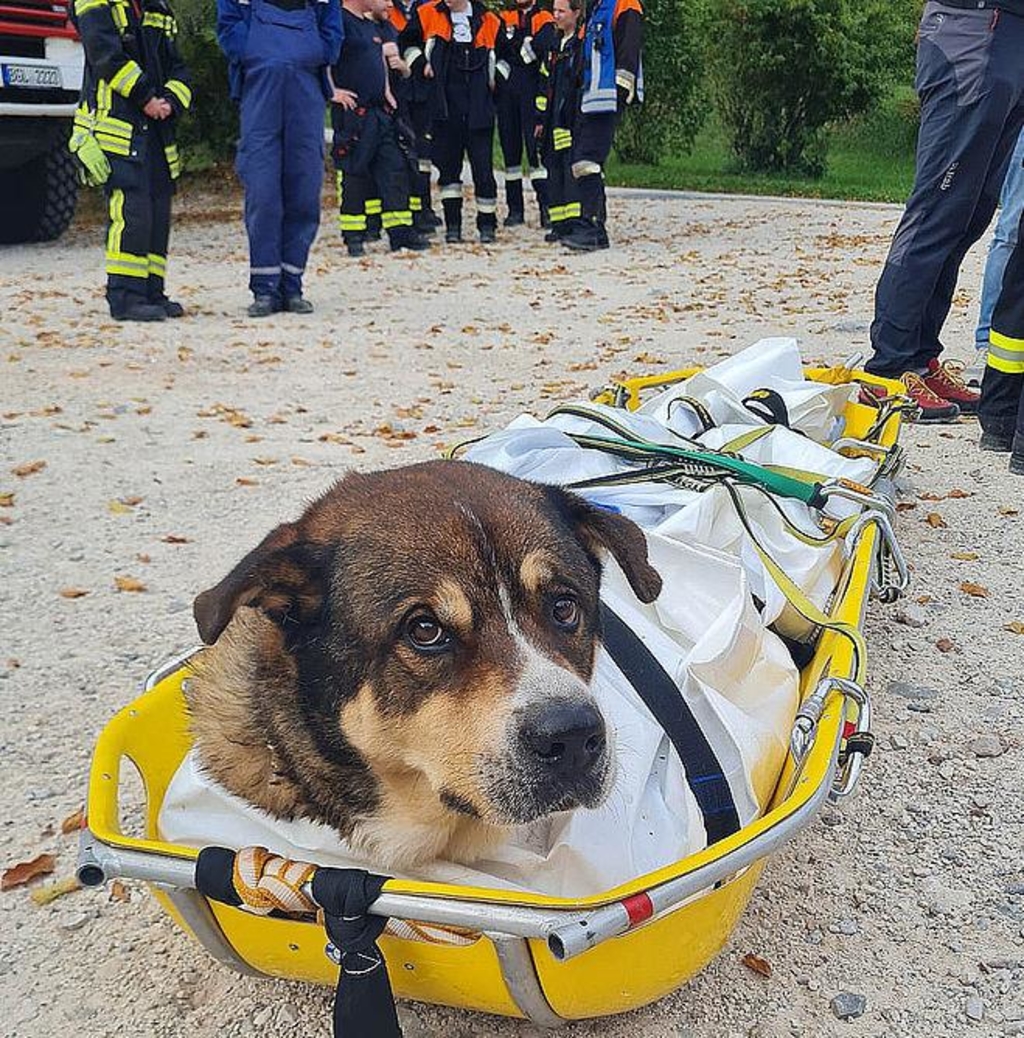 Unfall Mit Hund